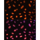 Immunofluorescence - Anti-ZNF581 Antibody (A87624) - Antibodies.com