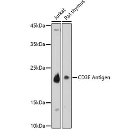 Western Blot - Anti-CD3 epsilon Antibody (A87625) - Antibodies.com