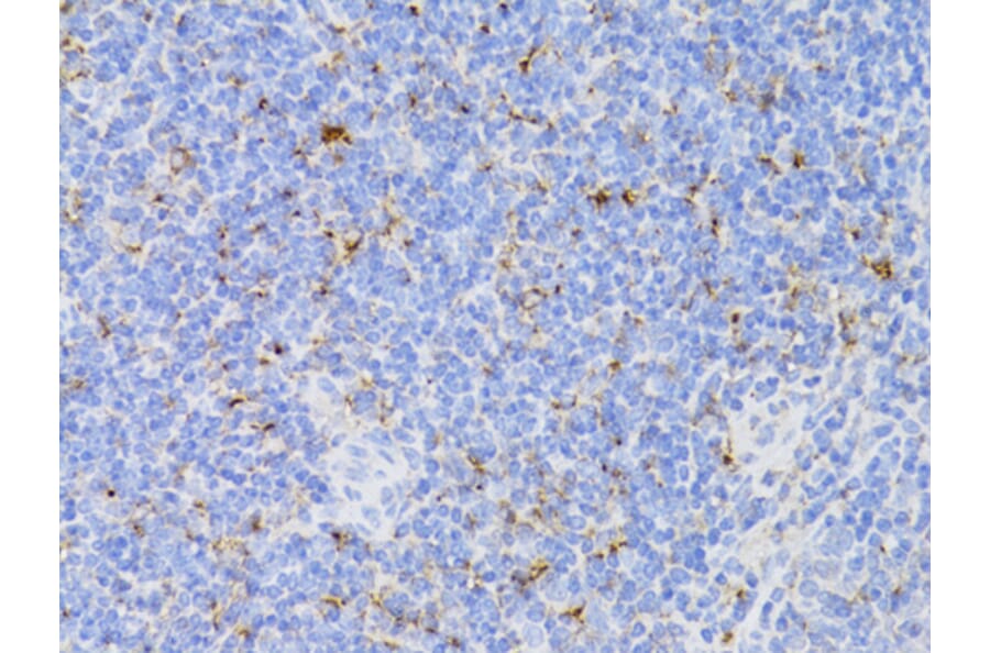 Immunohistochemistry - Anti-CD3 epsilon Antibody (A87625) - Antibodies.com