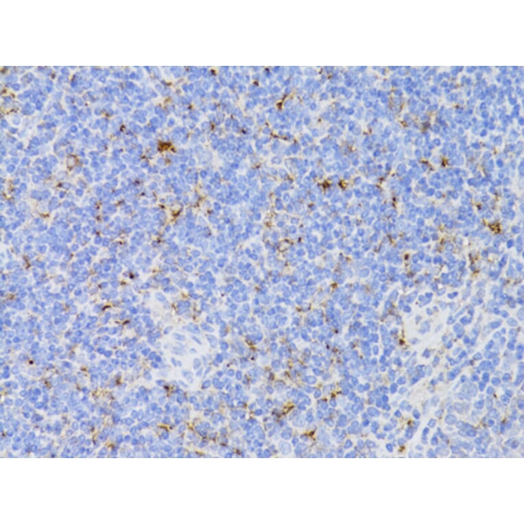 Immunohistochemistry - Anti-CD3 epsilon Antibody (A87625) - Antibodies.com