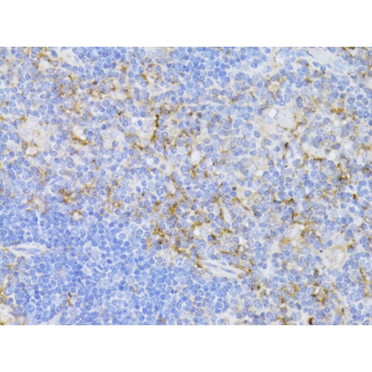 Immunohistochemistry - Anti-CD3 epsilon Antibody (A87625) - Antibodies.com