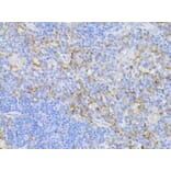 Immunohistochemistry - Anti-CD3 epsilon Antibody (A87625) - Antibodies.com