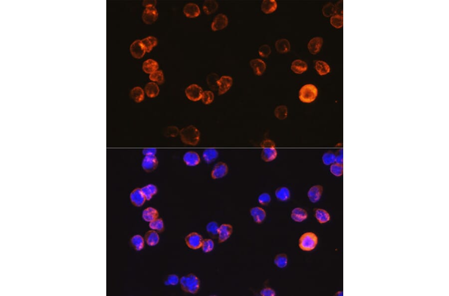 Immunofluorescence - Anti-CD3 epsilon Antibody (A87625) - Antibodies.com
