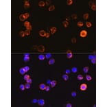 Immunofluorescence - Anti-CD3 epsilon Antibody (A87625) - Antibodies.com