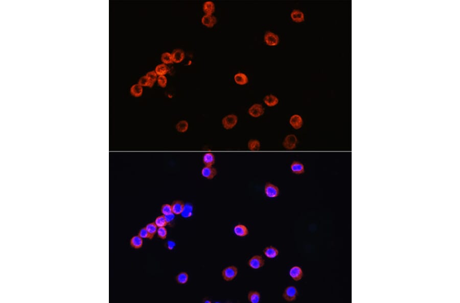 Immunofluorescence - Anti-CD3 epsilon Antibody (A87625) - Antibodies.com