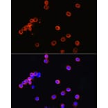 Immunofluorescence - Anti-CD3 epsilon Antibody (A87625) - Antibodies.com