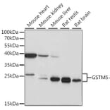 Western Blot - Anti-GSTM5 Antibody (A87628) - Antibodies.com