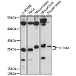 Western Blot - Anti-THEM4 Antibody (A87629) - Antibodies.com