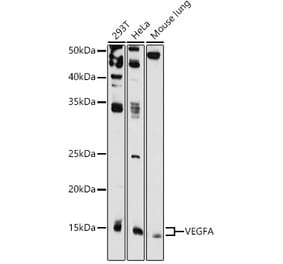 Western Blot - Anti-VEGFA Antibody (A87633) - Antibodies.com