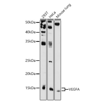 Western Blot - Anti-VEGFA Antibody (A87633) - Antibodies.com