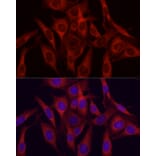 Immunofluorescence - Anti-VEGFA Antibody (A87633) - Antibodies.com