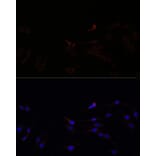 Immunofluorescence - Anti-SUCLG1 Antibody (A87637) - Antibodies.com