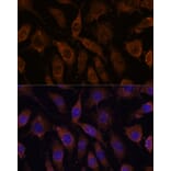 Immunofluorescence - Anti-SUCLG1 Antibody (A87637) - Antibodies.com