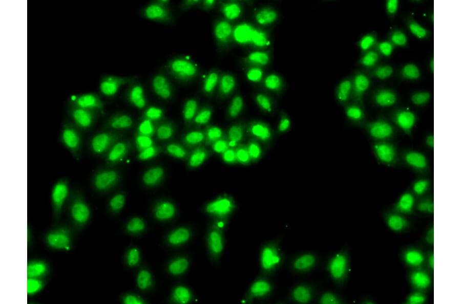 Immunofluorescence - Anti-HNRNPA1 Antibody (A12446) - Antibodies.com