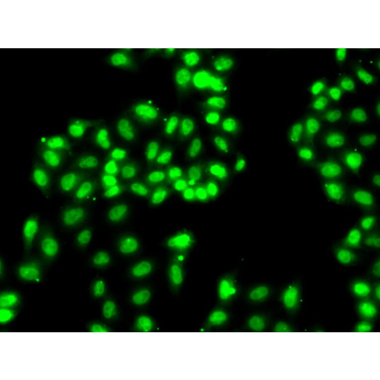 Immunofluorescence - Anti-HNRNPA1 Antibody (A12446) - Antibodies.com