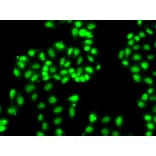 Immunofluorescence - Anti-HNRNPA1 Antibody (A12446) - Antibodies.com