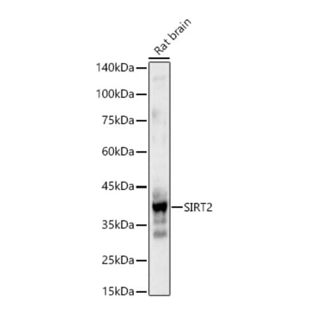 Western Blot - Anti-SIRT2 Antibody (A87642) - Antibodies.com