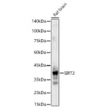Western Blot - Anti-SIRT2 Antibody (A87642) - Antibodies.com