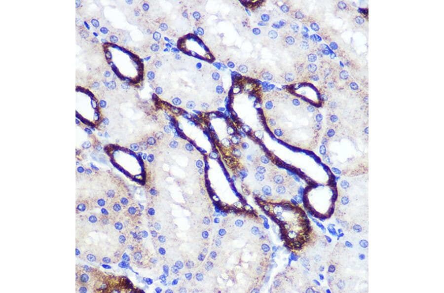 Immunohistochemistry - Anti-SIRT2 Antibody (A87642) - Antibodies.com