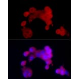 Immunofluorescence - Anti-SIRT2 Antibody (A87642) - Antibodies.com