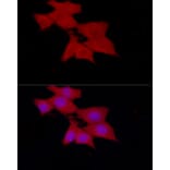 Immunofluorescence - Anti-SIRT2 Antibody (A87642) - Antibodies.com