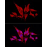 Immunofluorescence - Anti-SIRT2 Antibody (A87642) - Antibodies.com