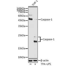 Western Blot - Anti-Caspase-1 Antibody (A87644) - Antibodies.com