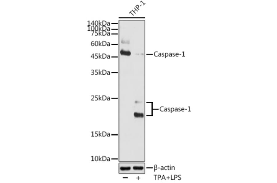 Western Blot - Anti-Caspase-1 Antibody (A87644) - Antibodies.com