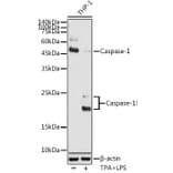 Western Blot - Anti-Caspase-1 Antibody (A87644) - Antibodies.com
