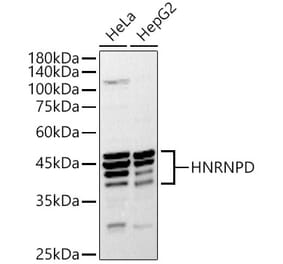 Western Blot - Anti-hnRNP D/AUF1 Antibody (A87646) - Antibodies.com