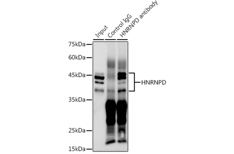 Western Blot - Anti-hnRNP D/AUF1 Antibody (A87646) - Antibodies.com