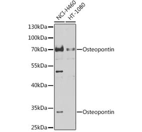 Western Blot - Anti-Osteopontin Antibody (A87648) - Antibodies.com