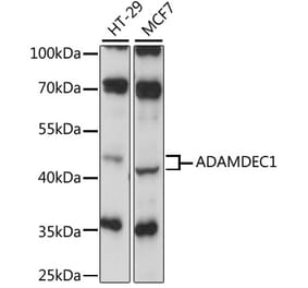 Western Blot - Anti-ADAMDEC1 Antibody (A87651) - Antibodies.com