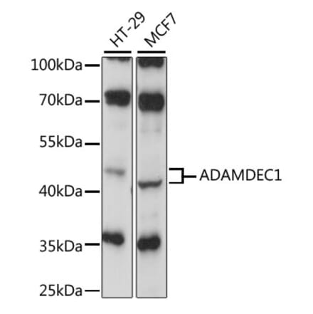 Western Blot - Anti-ADAMDEC1 Antibody (A87651) - Antibodies.com