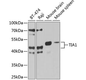 Western Blot - Anti-TIA1 Antibody (A87652) - Antibodies.com