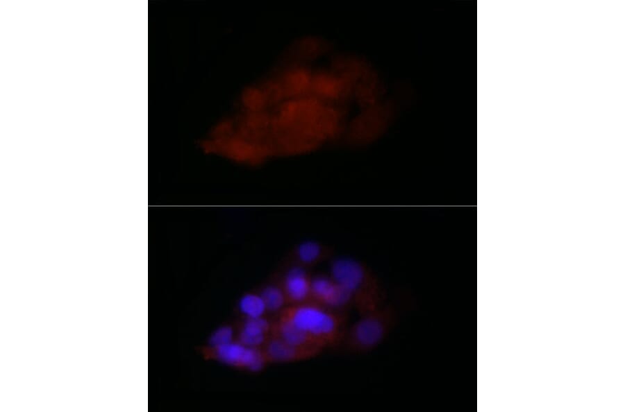 Immunofluorescence - Anti-TIA1 Antibody (A87652) - Antibodies.com