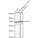 Western Blot - Anti-HHLA2 Antibody (A87655) - Antibodies.com