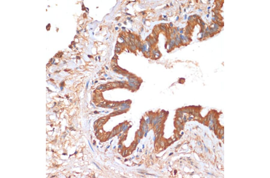 Immunohistochemistry - Anti-HHLA2 Antibody (A87655) - Antibodies.com