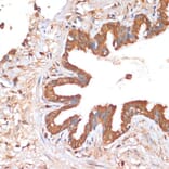 Immunohistochemistry - Anti-HHLA2 Antibody (A87655) - Antibodies.com