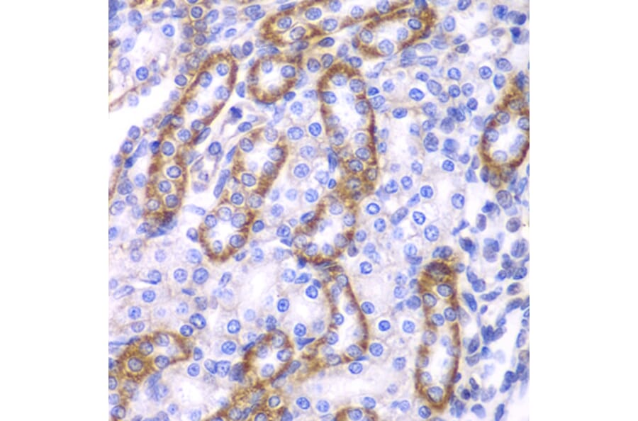 Immunohistochemistry - Anti-beta Arrestin 1 Antibody (A87657) - Antibodies.com