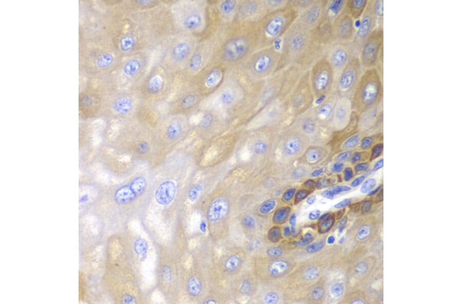 Immunohistochemistry - Anti-beta Arrestin 1 Antibody (A87657) - Antibodies.com
