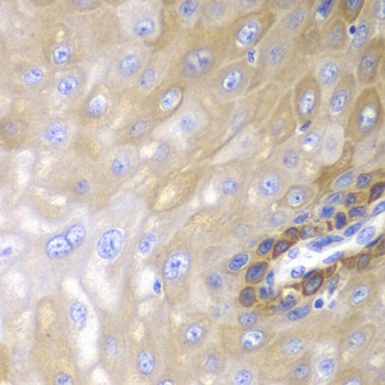 Immunohistochemistry - Anti-beta Arrestin 1 Antibody (A87657) - Antibodies.com