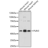 Western Blot - Anti-Perilipin 3/TIP47 Antibody (A87658) - Antibodies.com
