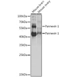 Western Blot - Anti-Pannexin 1 Antibody (A87666) - Antibodies.com