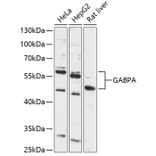 Western Blot - Anti-GABPA Antibody (A87668) - Antibodies.com