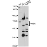 Western Blot - Anti-A1BG Antibody (A15015) - Antibodies.com