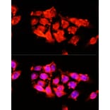Immunofluorescence - Anti-A1BG Antibody (A15015) - Antibodies.com