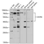 Western Blot - Anti-CXCR4 Antibody (A87672) - Antibodies.com