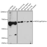 Western Blot - Anti-NOX2/gp91phox Antibody (A87673) - Antibodies.com