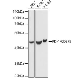Western Blot - Anti-PD1 Antibody (A87674) - Antibodies.com